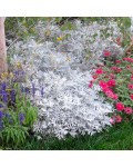 Cineraria maritima з оксамитовим срібним листям у садовому дизайні